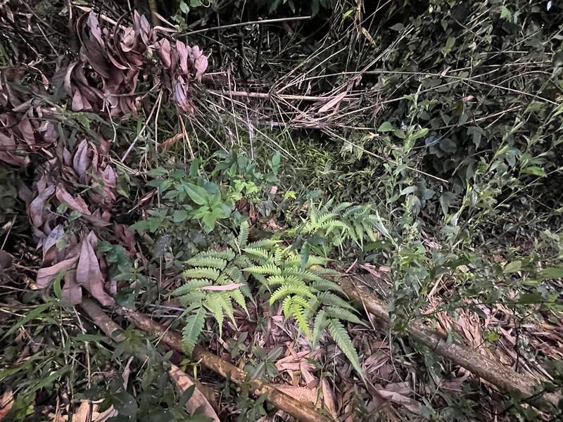 Pteris arisanensis photo 4