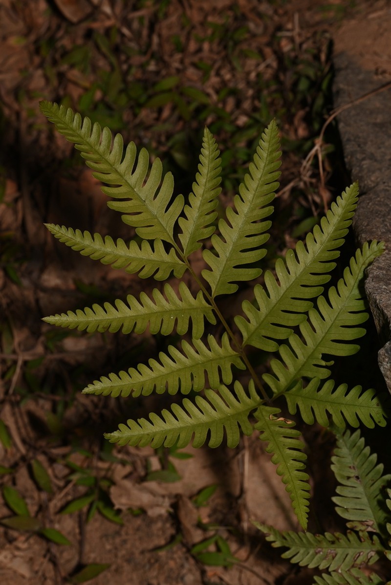 Pteris arisanensis photo 5