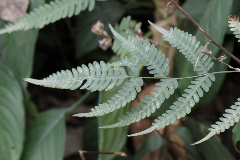 Pteris arisanensis photo 6