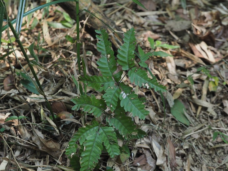 Pteris arisanensis photo 7