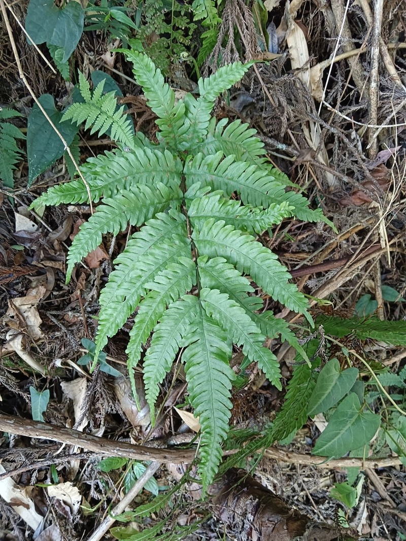 Pteris arisanensis photo 8