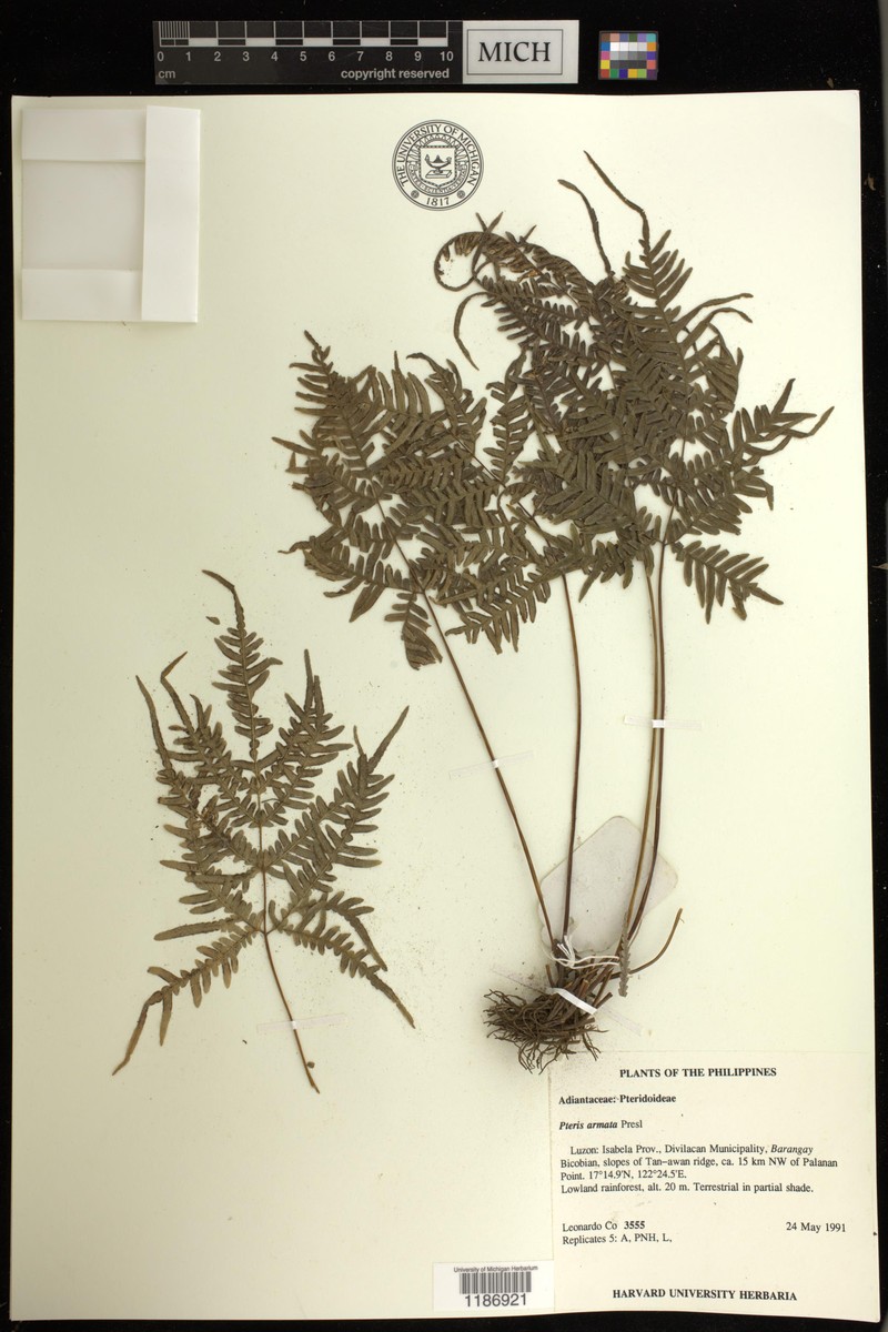Pteris armata