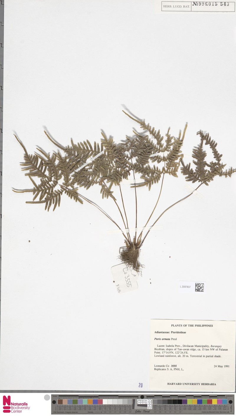 Pteris armata photo 2