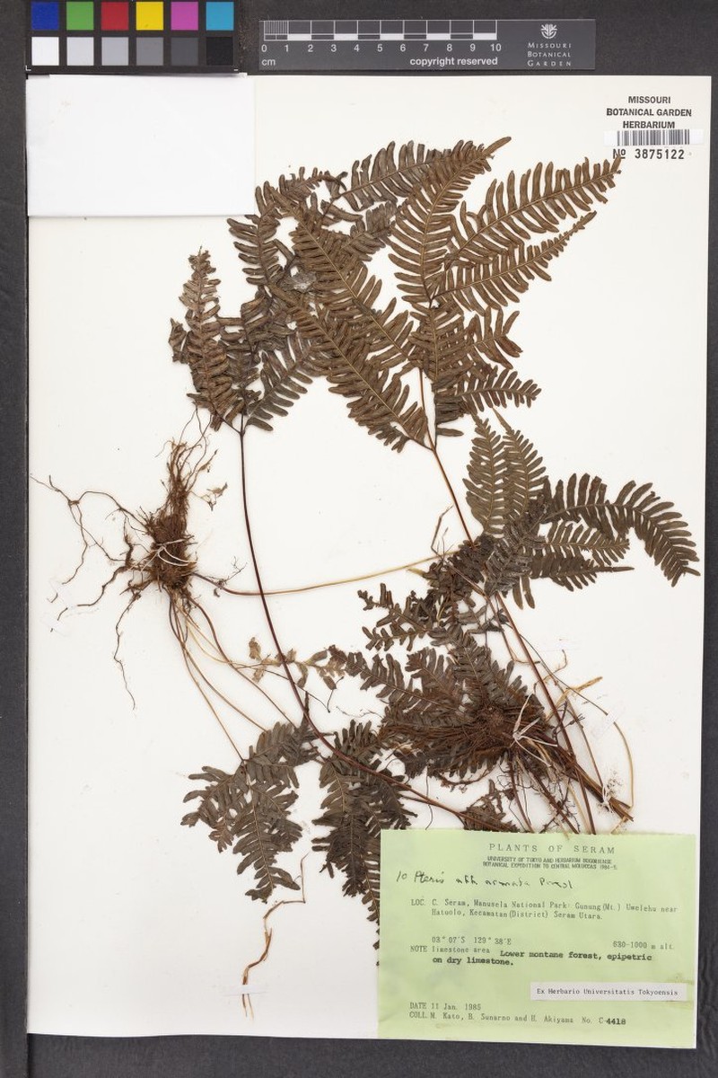 Pteris armata photo 3