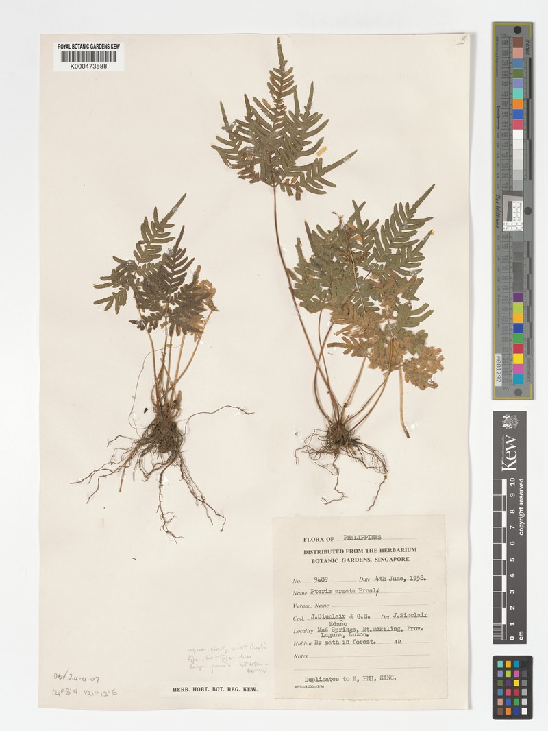 Pteris armata photo 4