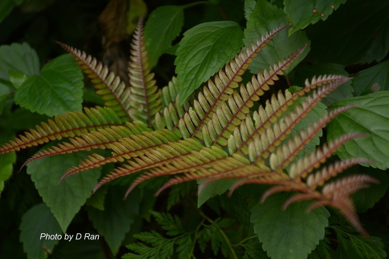 Pteris aspericaulis photo 2