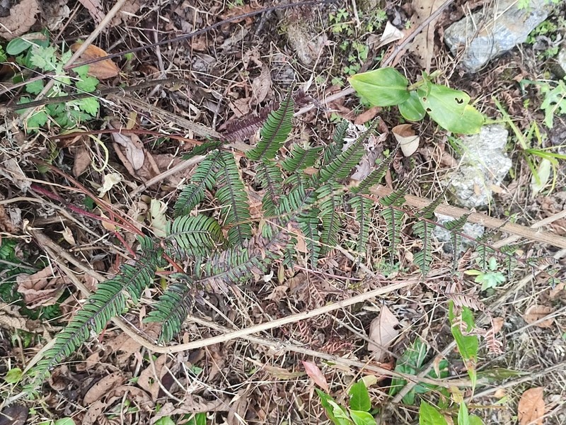 Pteris aspericaulis photo 3