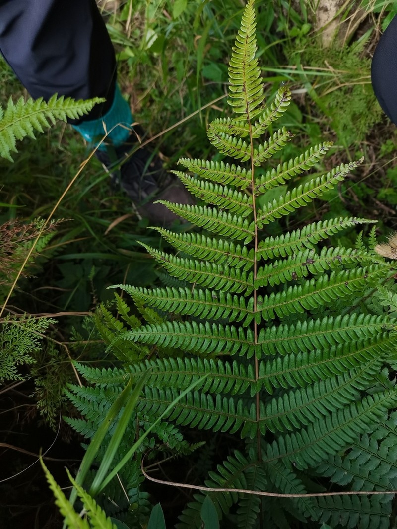 Pteris aspericaulis photo 4