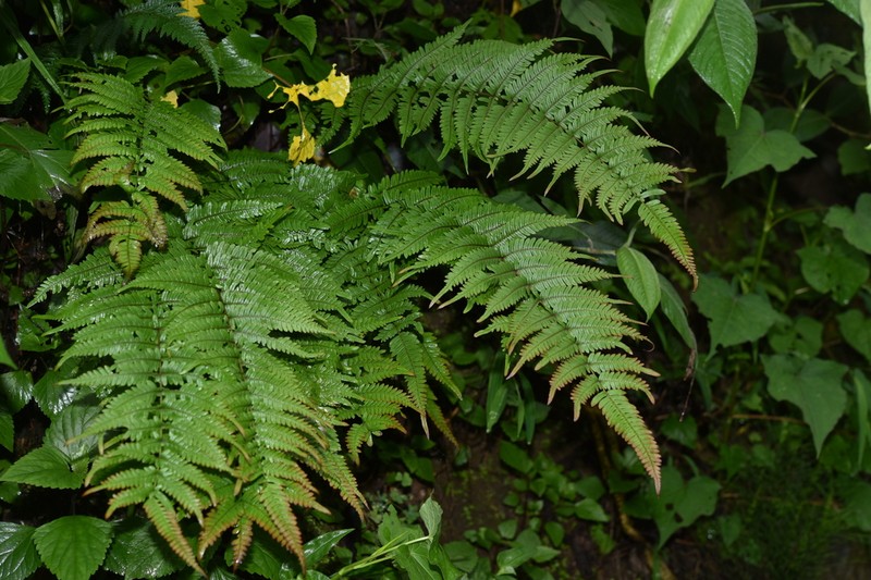 Pteris aspericaulis photo 5