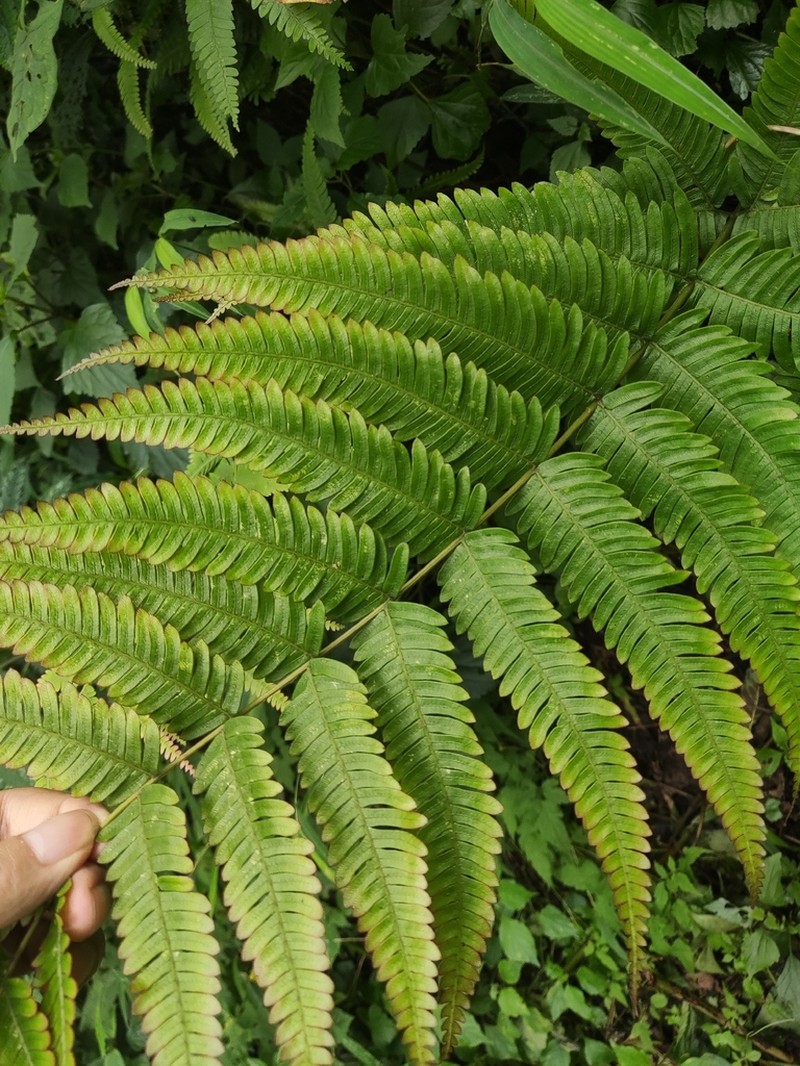 Pteris aspericaulis photo 6