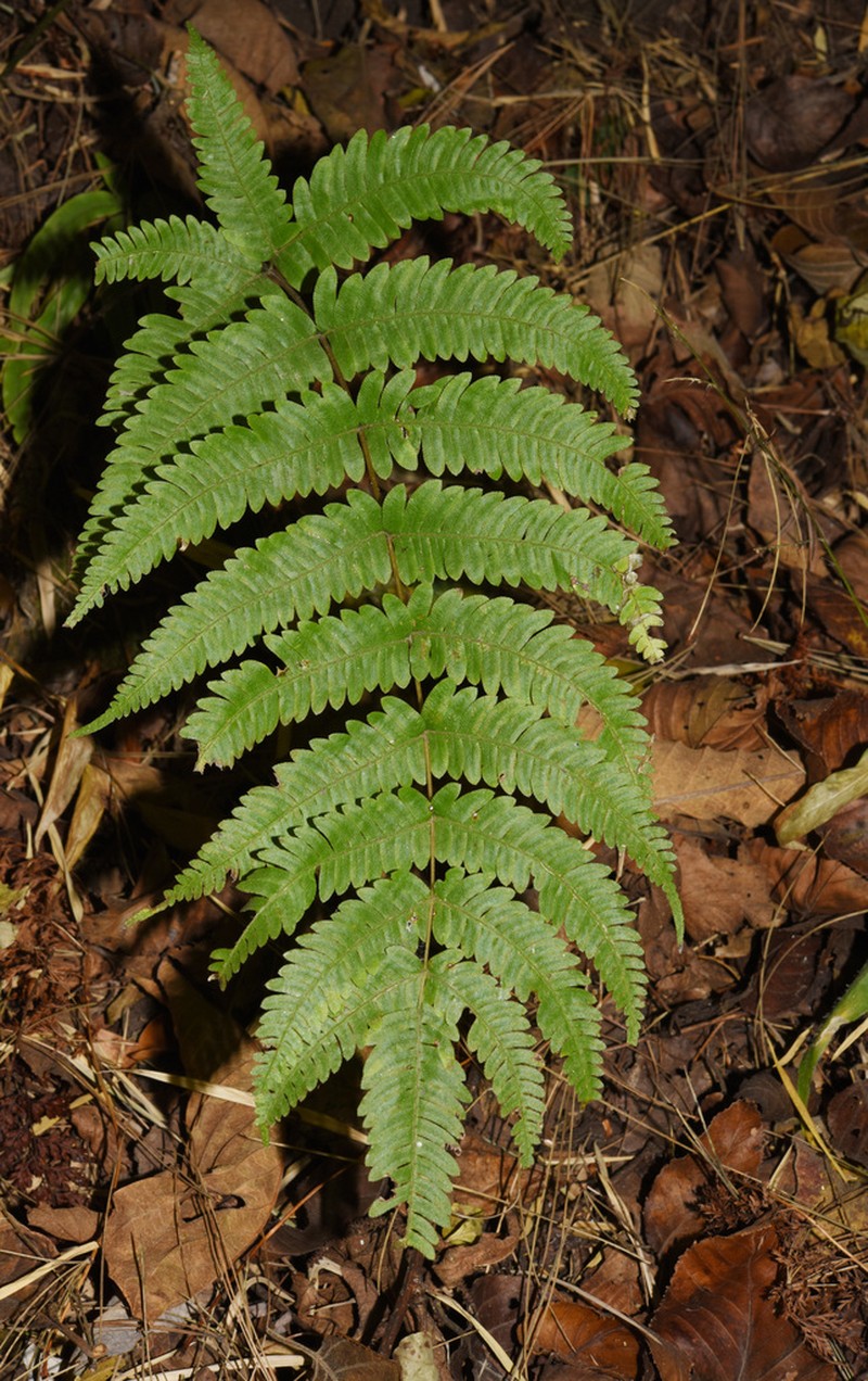 Pteris aspericaulis photo 7