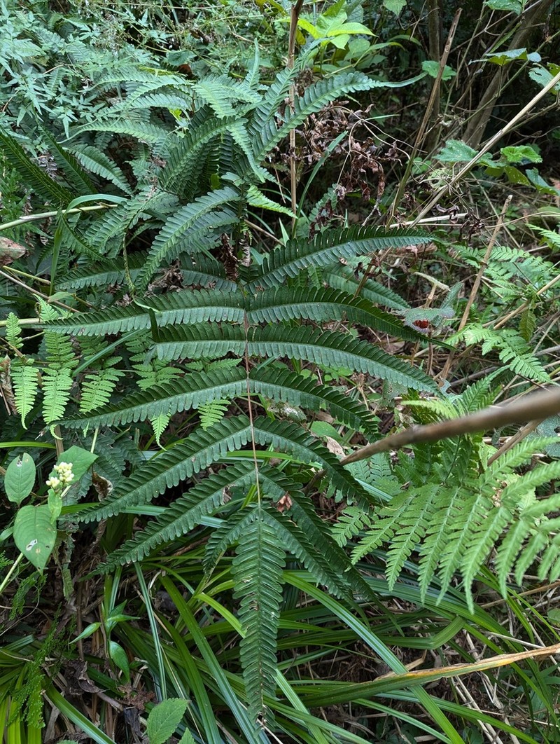 Pteris aspericaulis photo 8