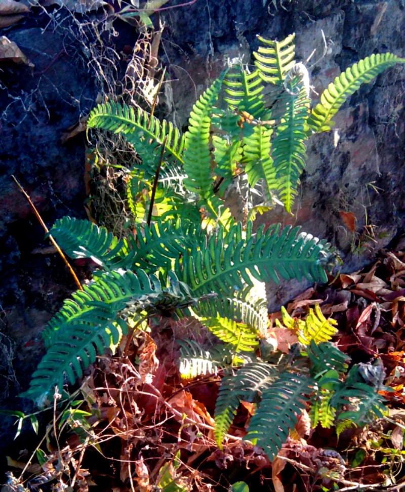 Pteris assamica