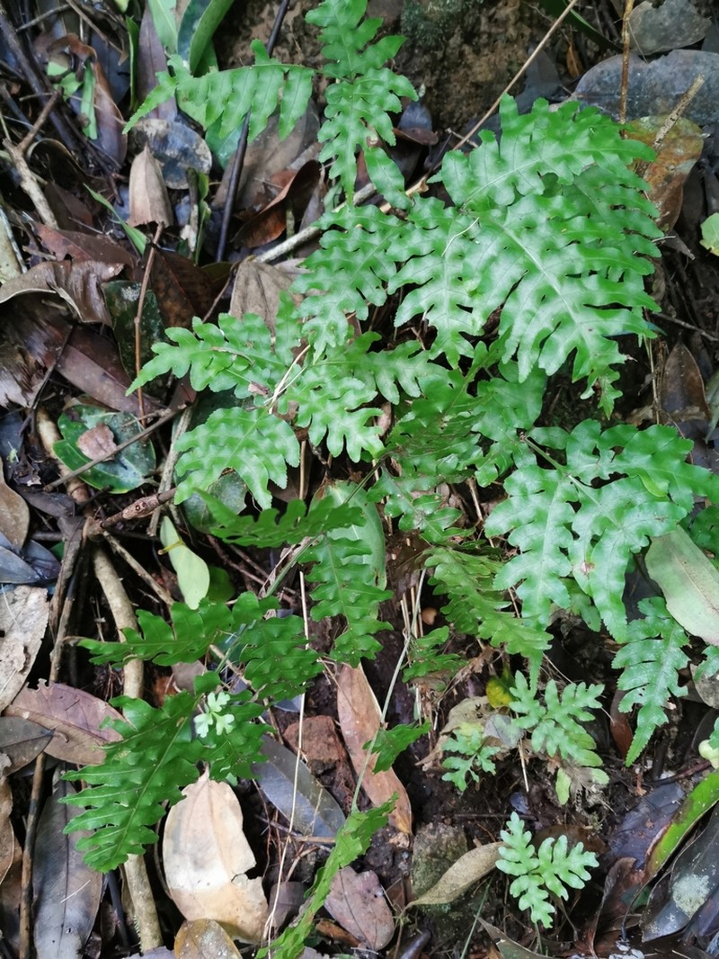 Pteris atrovirens