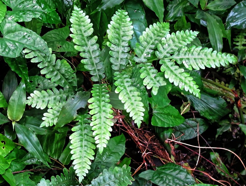 Pteris atrovirens photo 2
