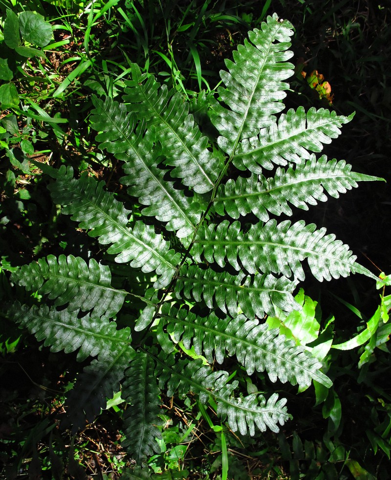 Pteris atrovirens photo 3