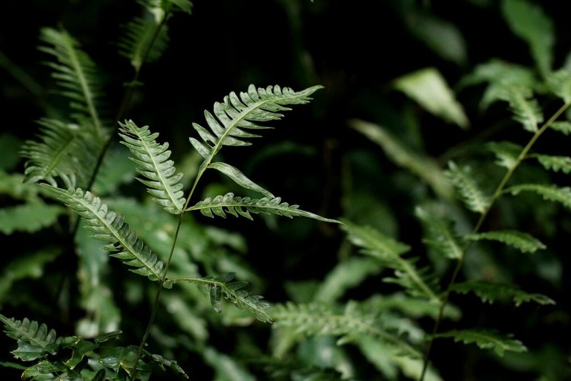 Pteris atrovirens photo 4