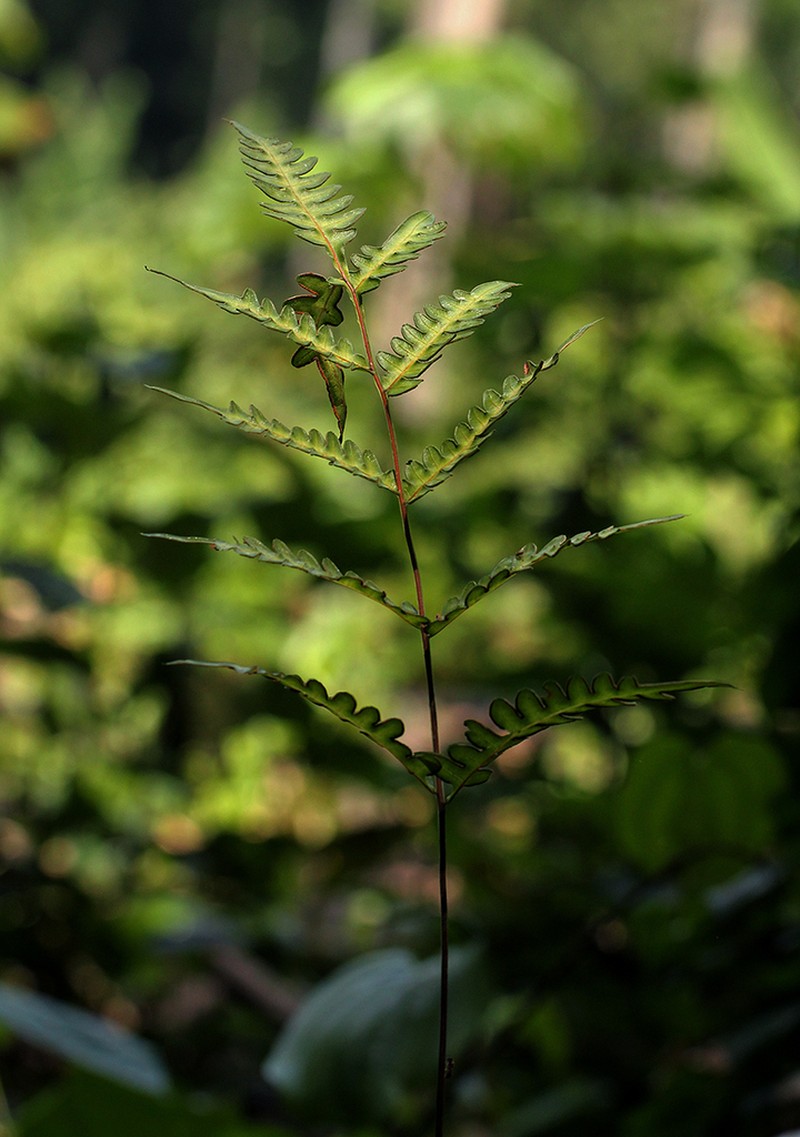 Pteris atrovirens photo 5
