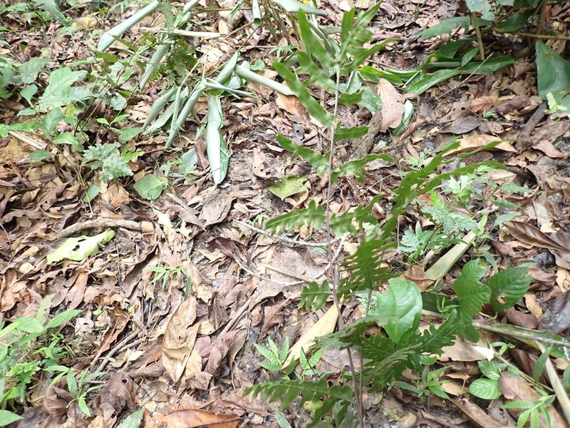 Pteris atrovirens photo 6