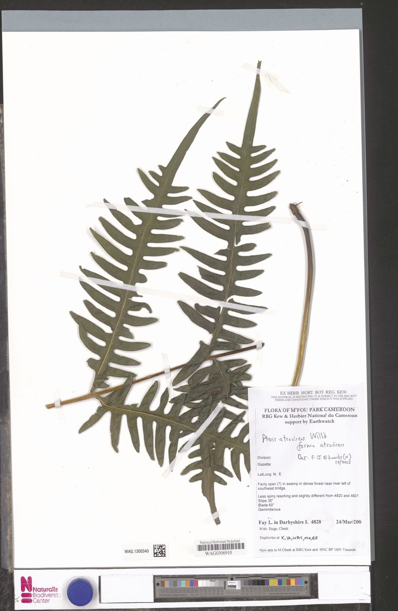 Pteris atrovirens f. atrovirens