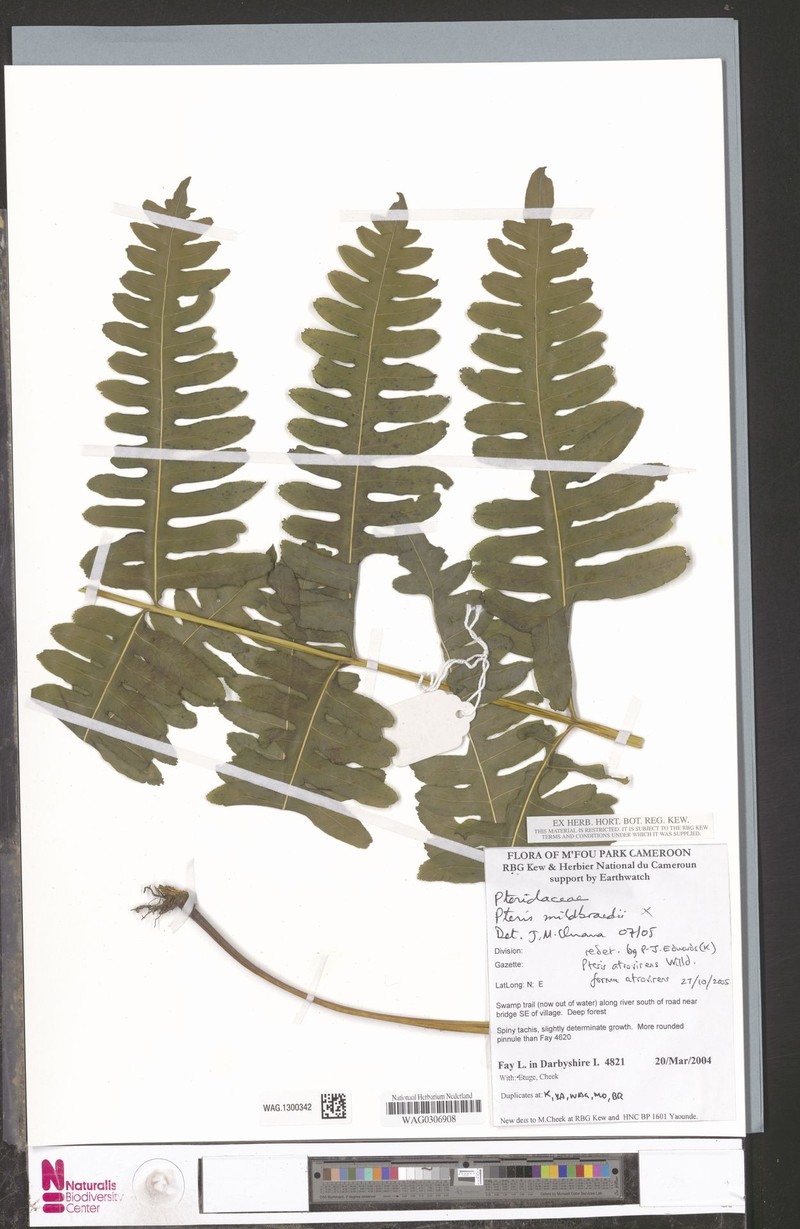 Pteris atrovirens f. atrovirens photo 2