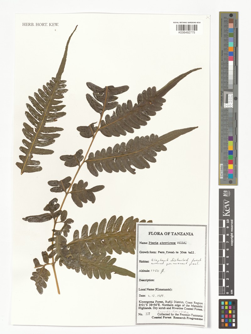 Pteris atrovirens f. laevicosta