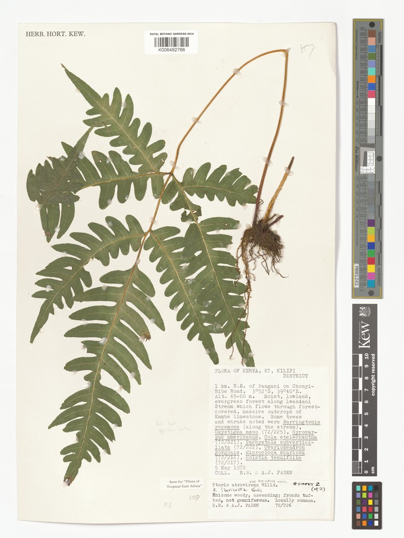 Pteris atrovirens f. laevicosta photo 2