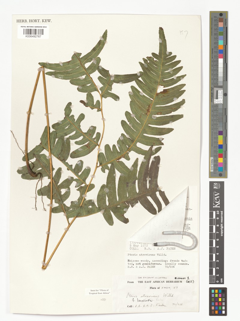 Pteris atrovirens f. laevicosta photo 3