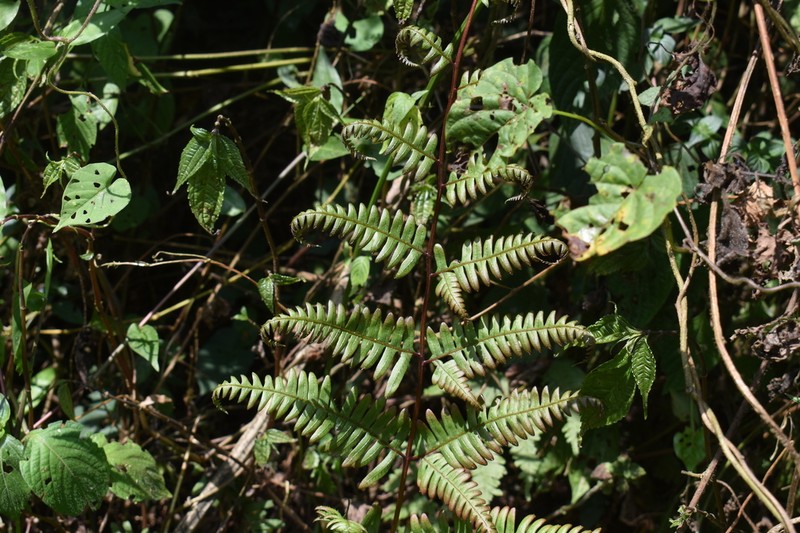 Pteris auquieri