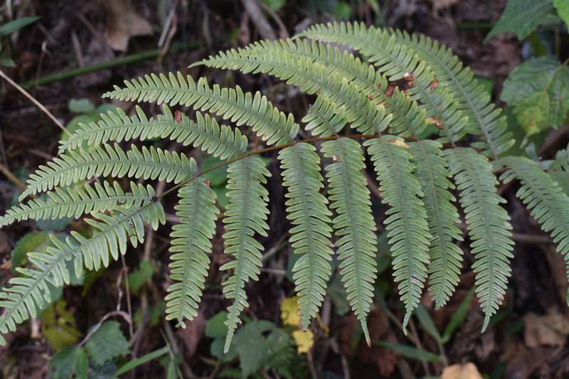 Pteris auquieri photo 2