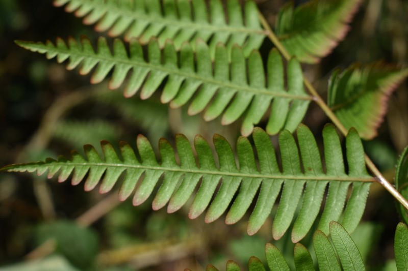 Pteris auquieri photo 3
