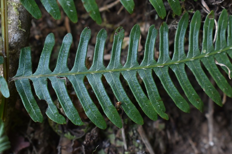 Pteris auquieri photo 4