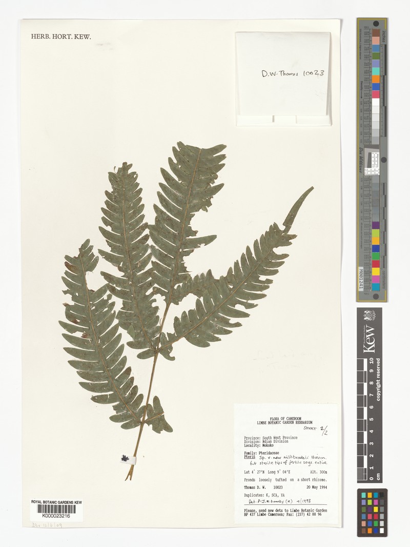 Pteris auquieri photo 5