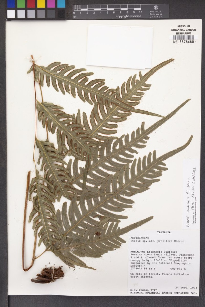 Pteris auquieri photo 6