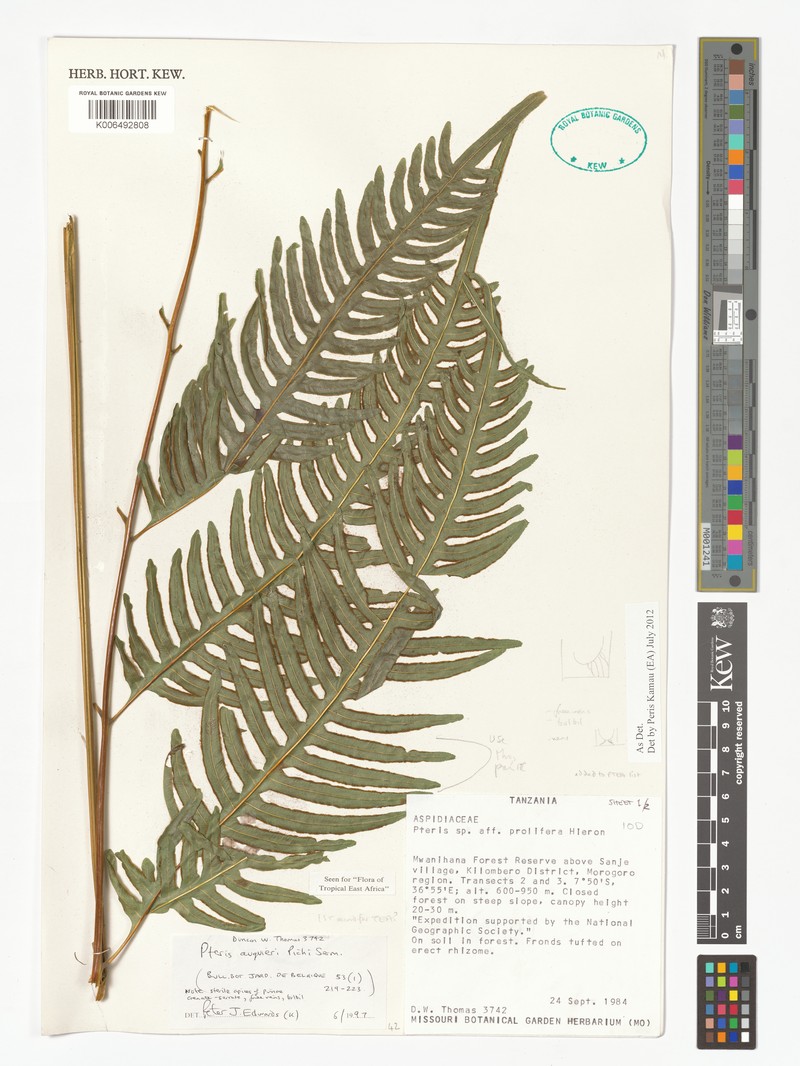 Pteris auquieri photo 7