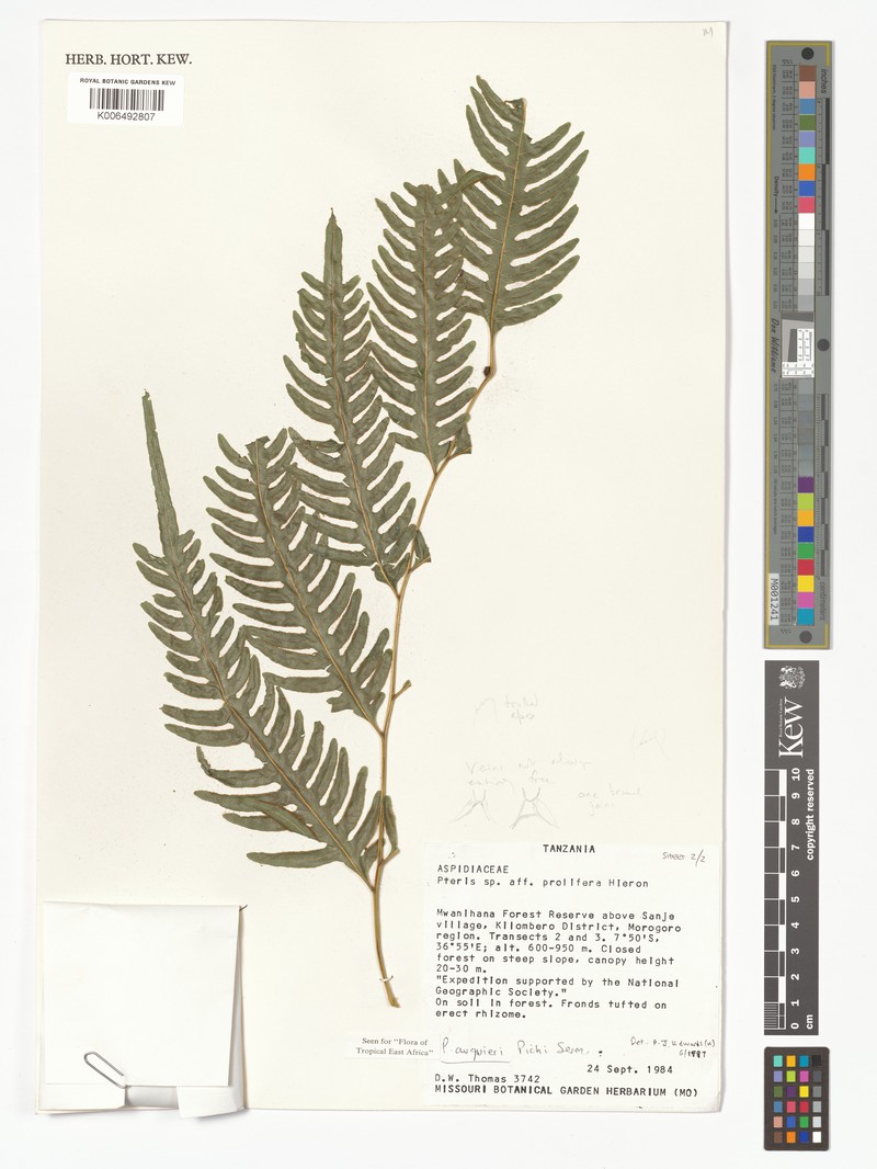 Pteris auquieri photo 8