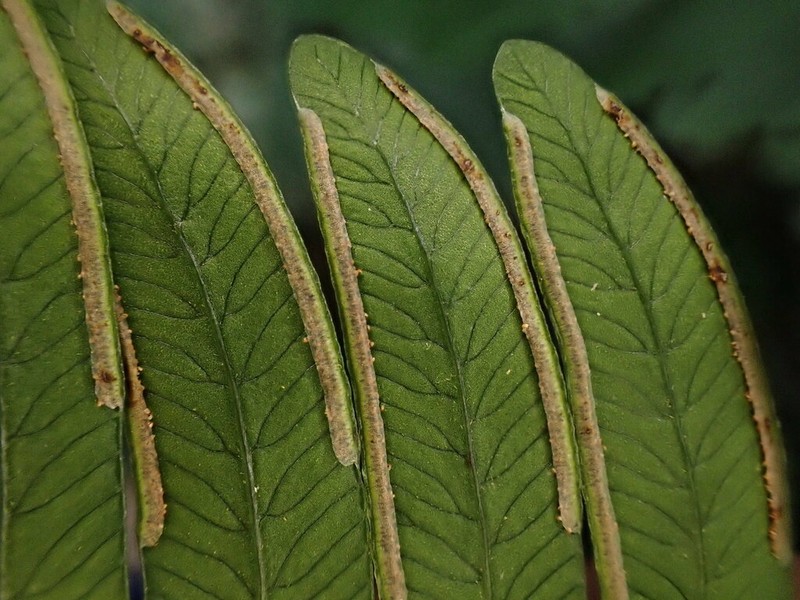 Pteris austrotaiwanensis
