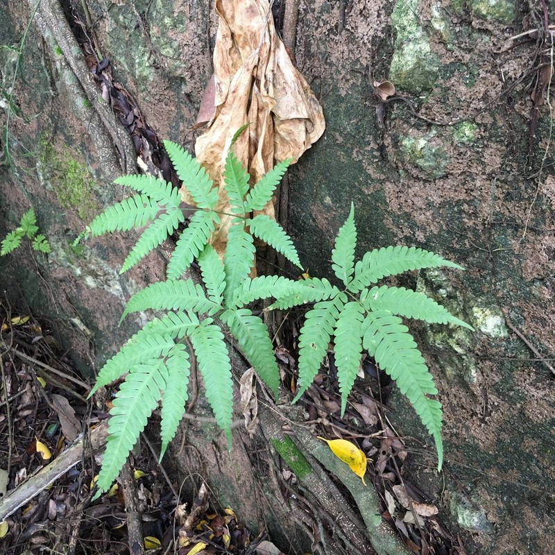 Pteris austrotaiwanensis photo 2