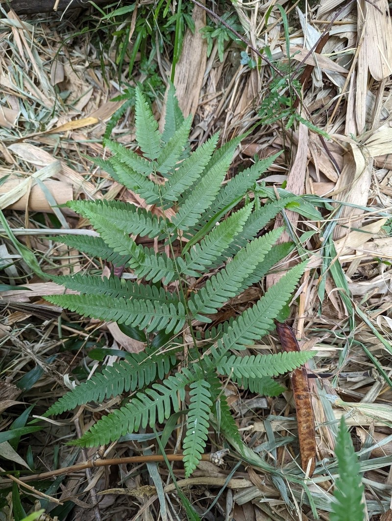 Pteris austrotaiwanensis photo 3