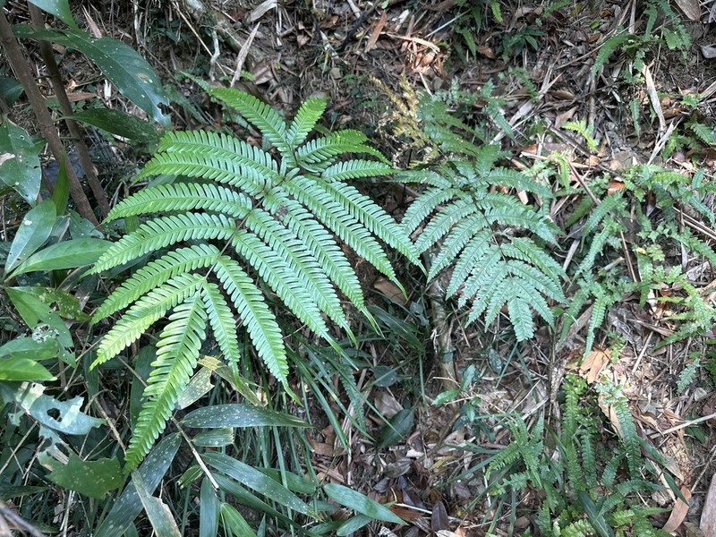 Pteris austrotaiwanensis photo 4