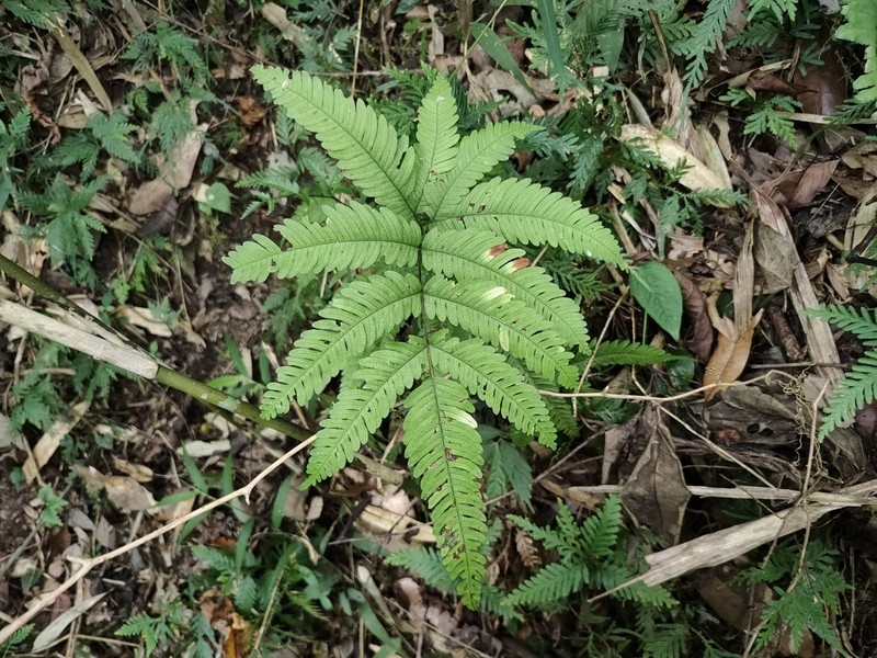 Pteris austrotaiwanensis photo 5