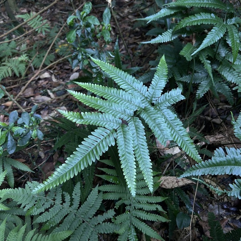Pteris austrotaiwanensis photo 7