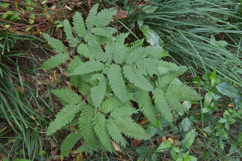 Pteris austrotaiwanensis photo 8