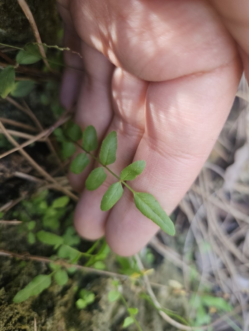 Pteris bahamensis