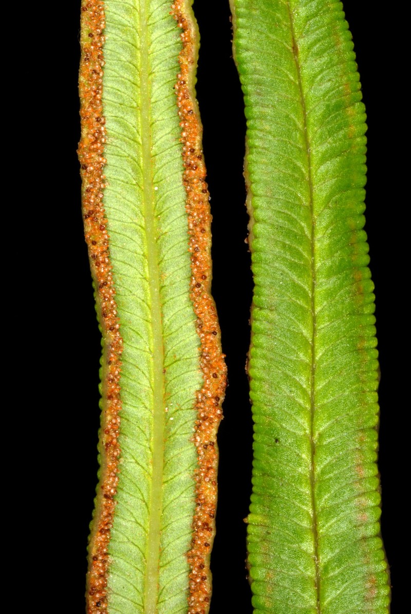 Pteris bahamensis photo 2