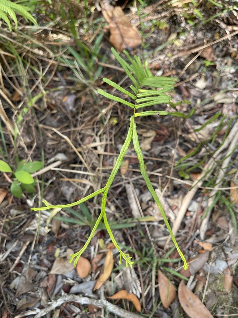 Pteris bahamensis photo 3