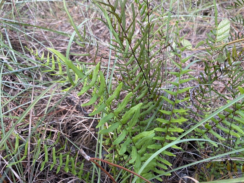 Pteris bahamensis photo 4