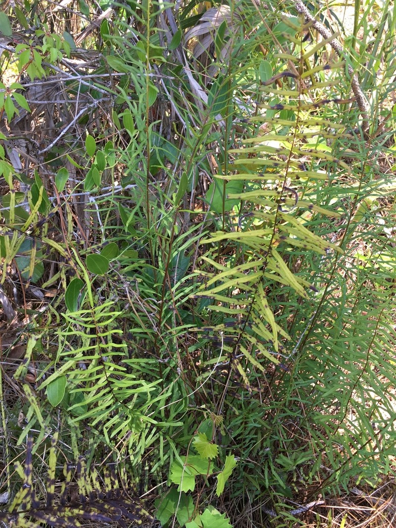 Pteris bahamensis photo 5