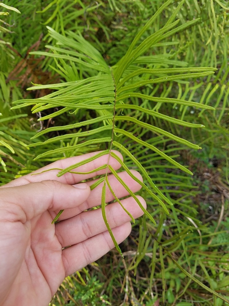 Pteris bahamensis photo 7