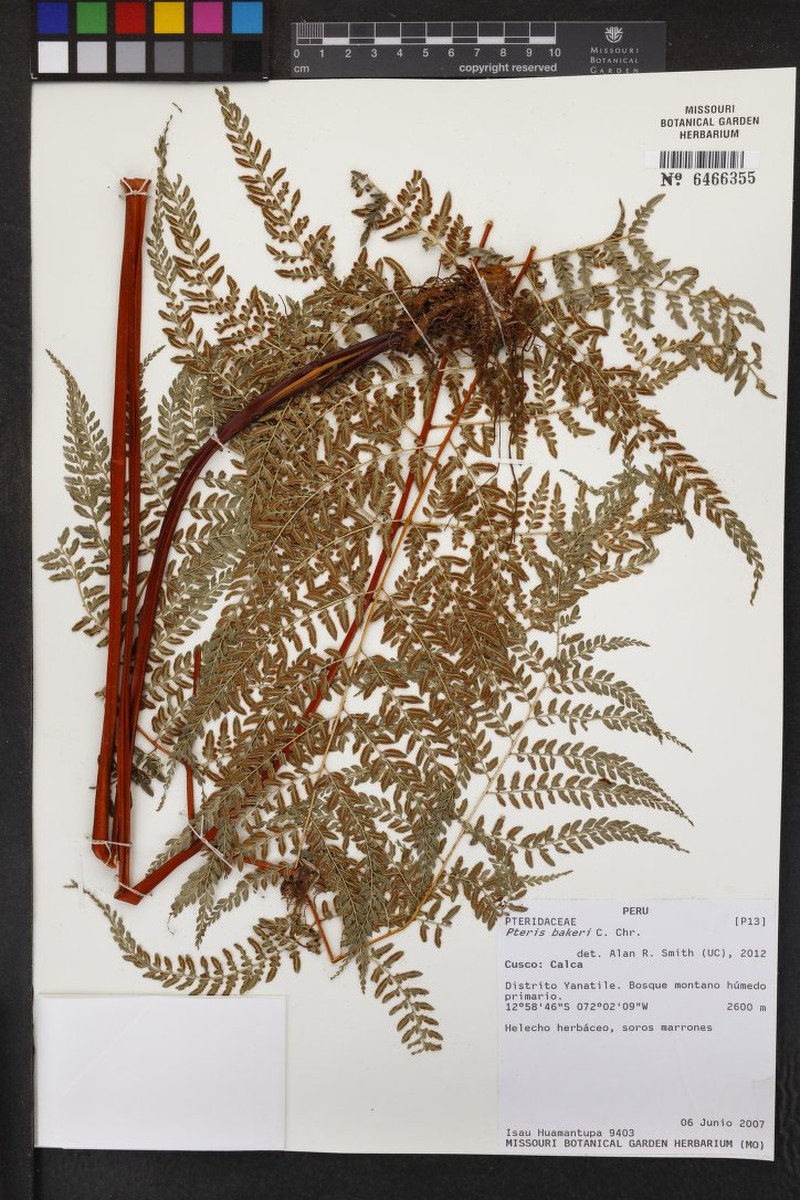 Pteris bakeri